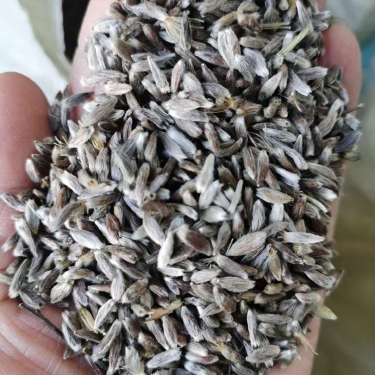 安国市苍术种籽 北苍术种籽  包芽率 包邮