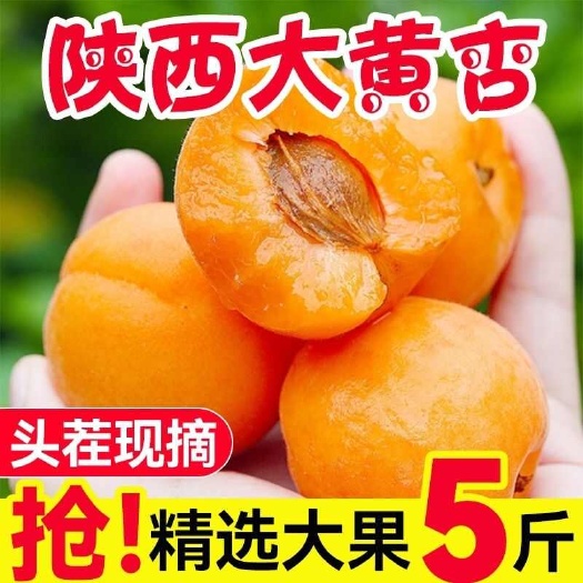 大荔县【现货】大黄杏  2025陕西露天大黄杏新鲜应季孕妇水果
