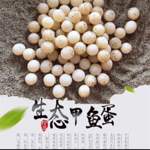 南丰县南丰直播新鲜现挖甲鱼蛋顺丰快递发货
