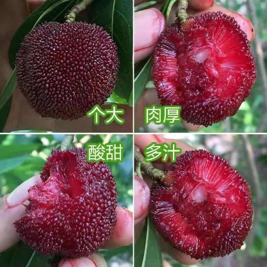 灵山县东魁杨梅树苗嫁接大果东魁杨梅苗南北方耐寒盆地载带土叶