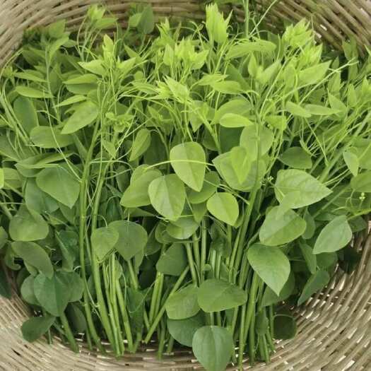 辣木苗 赤苍藤 姑娘菜保证新鲜嫩牙