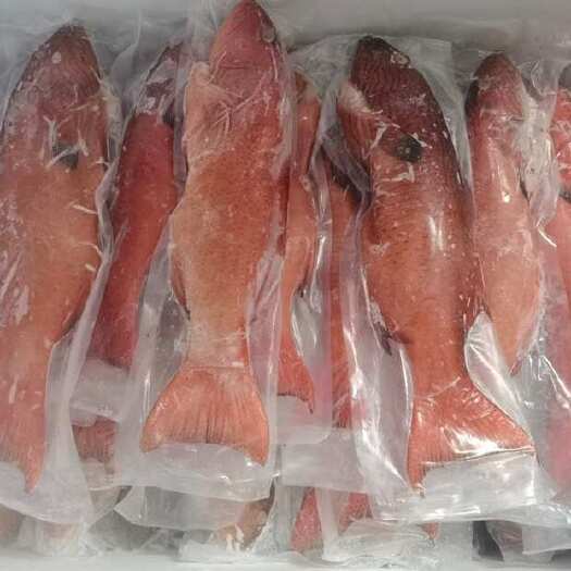 上海东星斑，芝麻斑，老鼠斑各种石斑