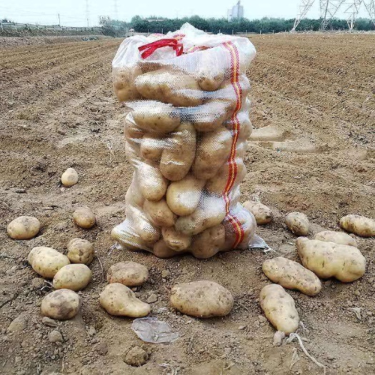 陕南大棚黄皮黄心沃土土豆，大量供货，皮毛亮，无虫眼