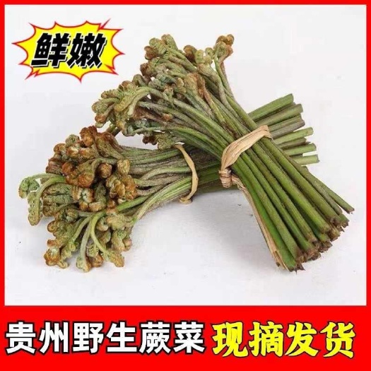 盐津县野菜新鲜野生蕨菜龙爪菜蕨菜新鲜荸荠蕨菜现摘现发冰袋保鲜