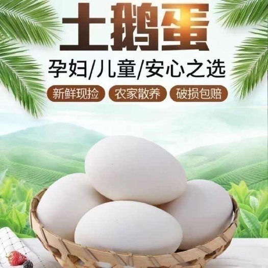 项城市【农户自养】农家土鹅蛋新鲜特大土鹅蛋批发零售一箱孕妇宝宝