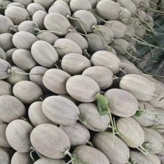 济南黄金蜜，晓蜜25号，网纹瓜