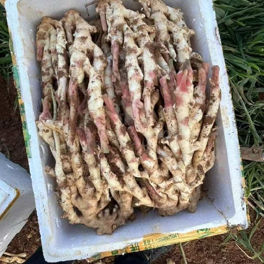 精品红芽子姜，绿色农产品，产地直发，新鲜有保障！