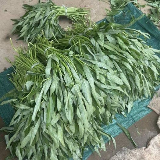 自家种植的蔬菜  空心菜  薄荷 韭菜