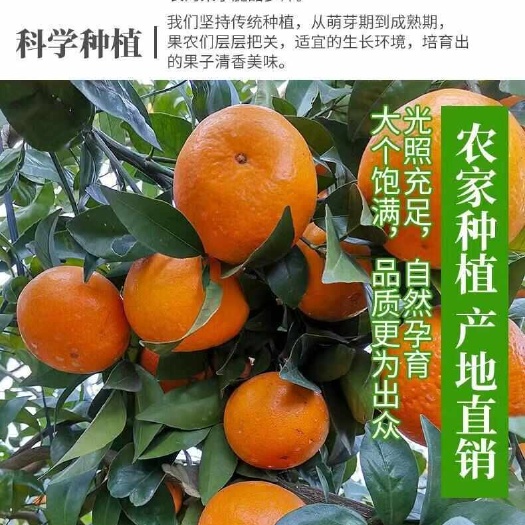 南宁武宁沃柑包甜包脆