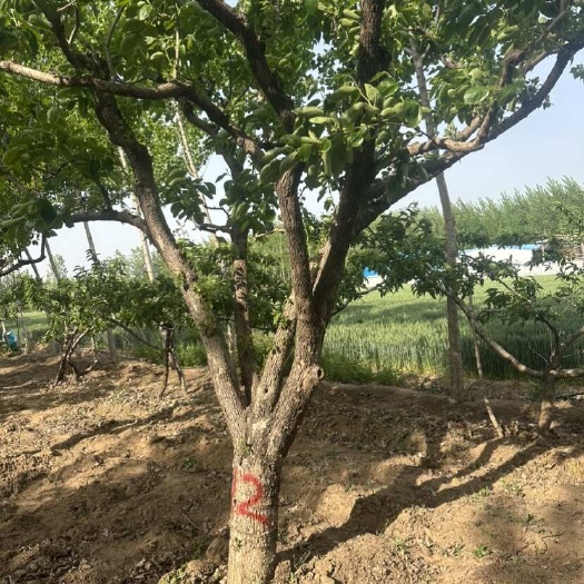 郯城县柿子树各种规格。绿化树果树。