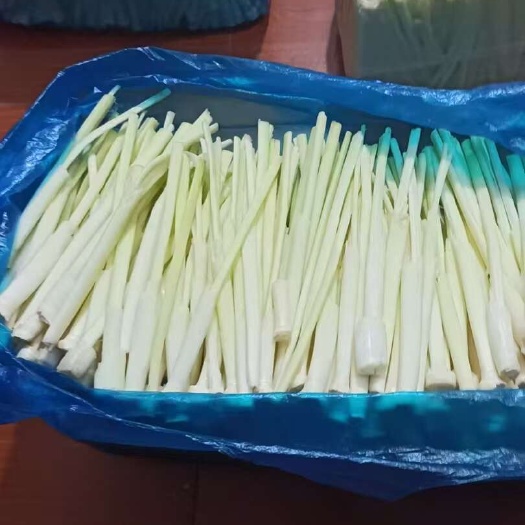 五河县新鲜蒲菜，现采现卖，量大从优