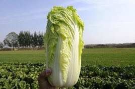 张北县白菜