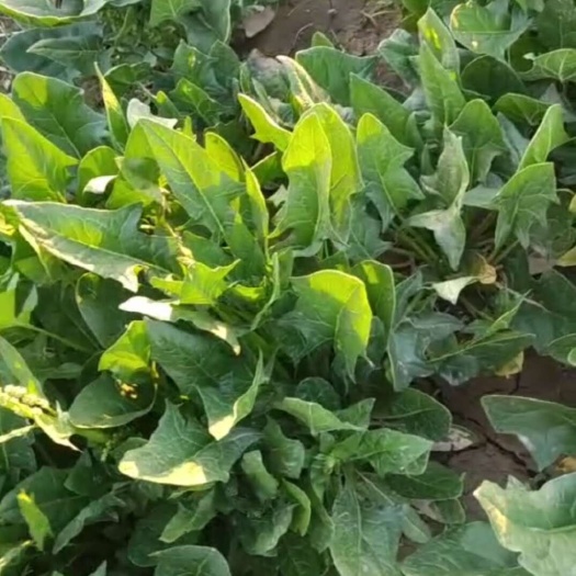 菠菜，农民产地直销，量大价优