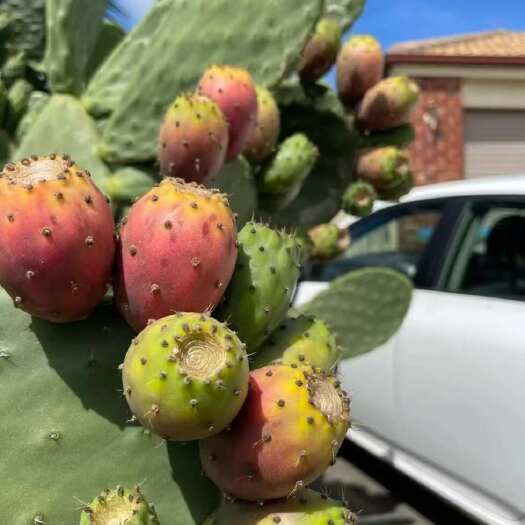 周口米邦塔大红果仙人掌 盆栽植物 河南周口发货 新鲜直供
