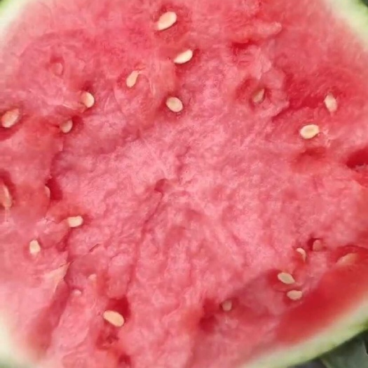 直播8424麒麟   美都。。诚信经营，量大价格好说。
