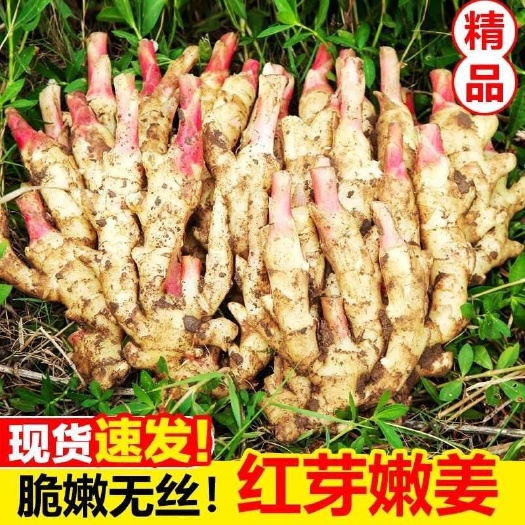 浦北县广西红芽嫩姜现挖新鲜带泥发货1/2/3/5/9斤一件代发批发