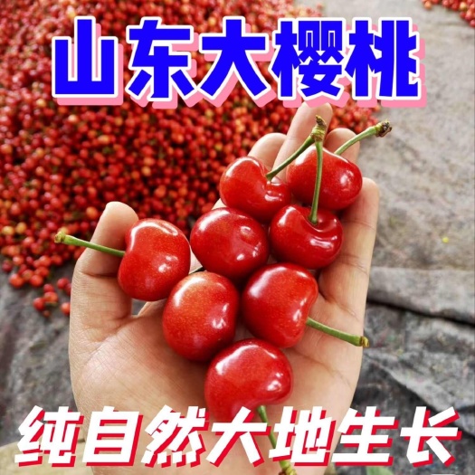 红灯大樱桃山东泰安电商一件代发价格美丽