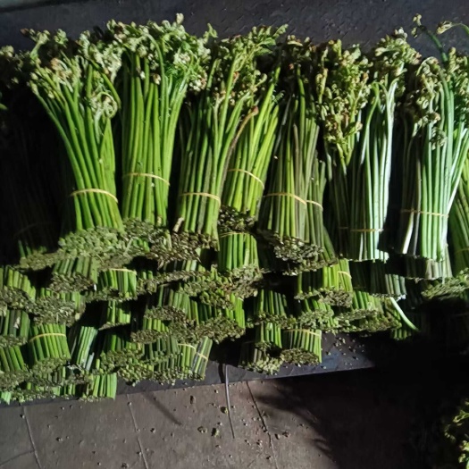 赫章县新鲜蕨菜
