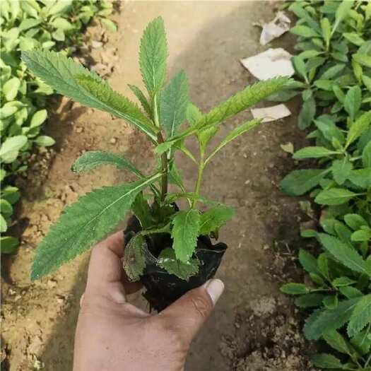 青州市柳叶马鞭草，基地直发，一手货源，大量供应