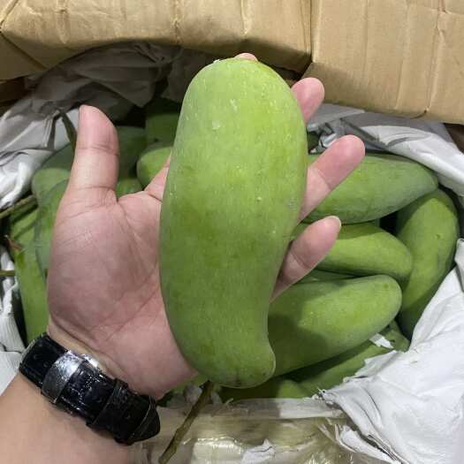 海口海南象牙芒，酸芒果，酸野芒果……