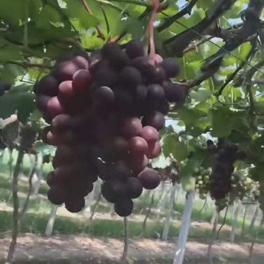 巨丰葡萄
