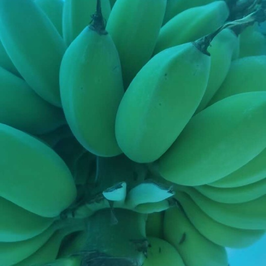 精品苹果蕉南蕉粉蕉芭蕉皇帝蕉