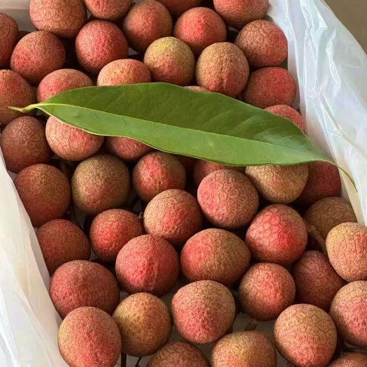 科技一号荔枝