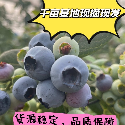 云南花香蓝莓～3000亩基地直发满足各种包装要求～脆！甜！粉