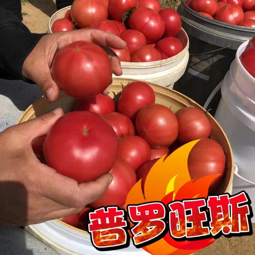 海阳市烟台海阳普罗旺斯西红柿新鲜采摘口感香甜沙瓤多汁现摘现发