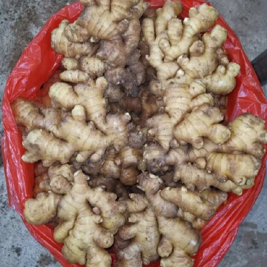 精品小黄姜，绿色农产品，特色惠农项目，品质有保障！