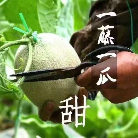 海阳市山东烟台海阳市新鲜网纹瓜产地直发现摘现发甜脆可口
