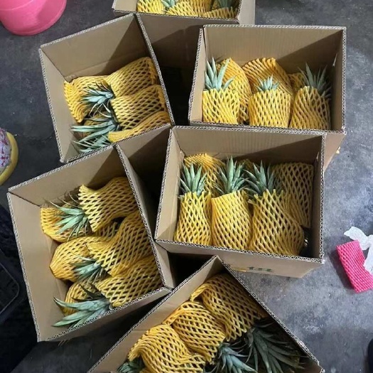金钻凤梨