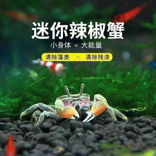 迷你蟹辣椒蟹观赏蟹可与鱼虾混养吃鲜活除藻鱼缸萌宠