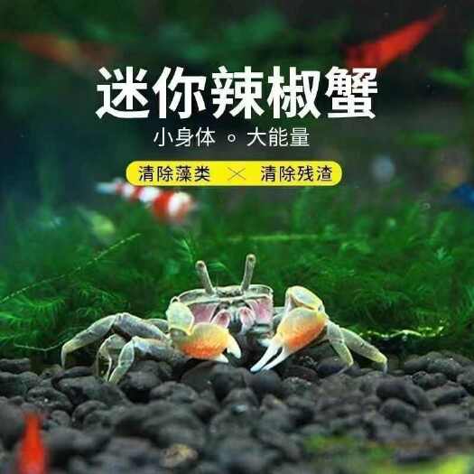 盐城迷你蟹辣椒蟹观赏蟹可与鱼虾混养吃鲜活除藻鱼缸萌宠
