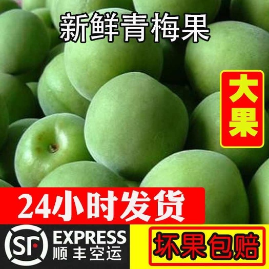 新鲜青梅果现摘大果诏安高山酸梅子泡酒酵素专用水果青梅鲜果