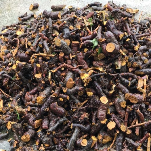 威信县虎杖 纯的