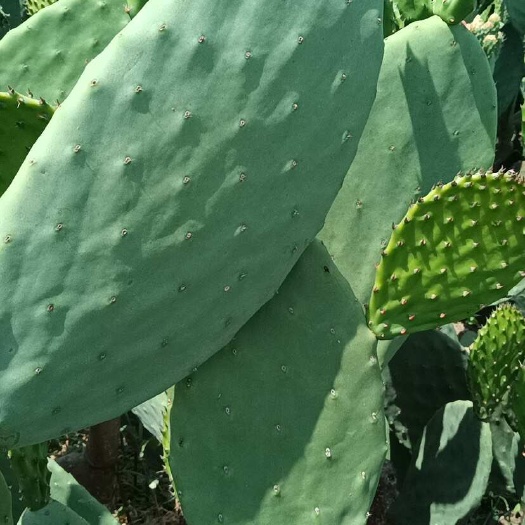 米邦塔可食用仙人掌 种植护肤菜用嫩片 新鲜现割