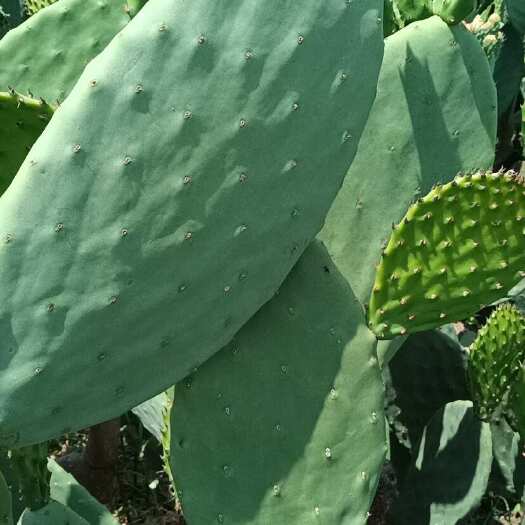 沭阳县米邦塔可食用仙人掌 种植护肤菜用嫩片 新鲜现割