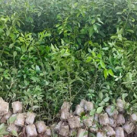 茶陵县麻栎杯苗地径0.8，高80