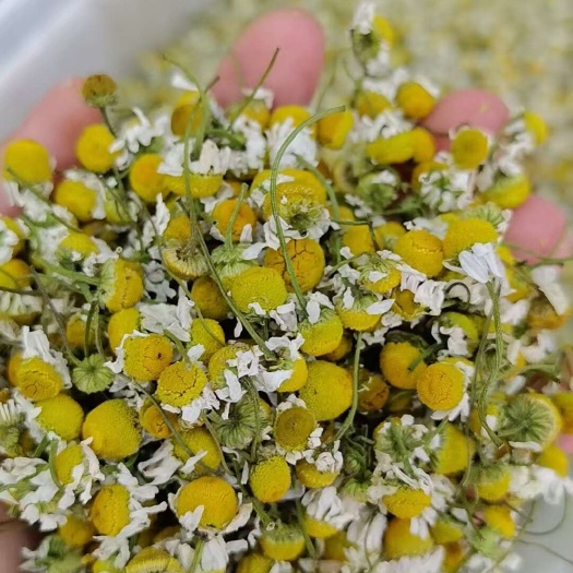 洋甘菊干花 洋甘菊花草茶 新货