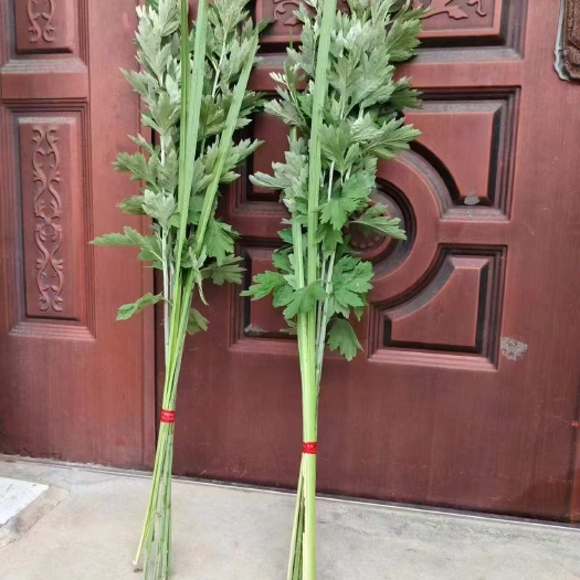 艾蒿