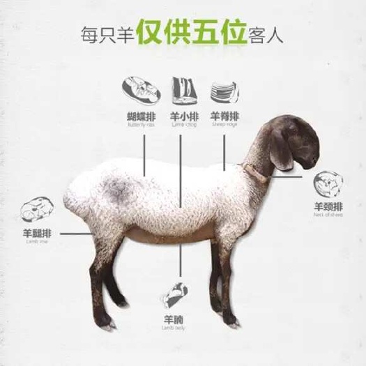喀什优质公羊供应 检疫合格整车运输 140-170斤肉羊批发