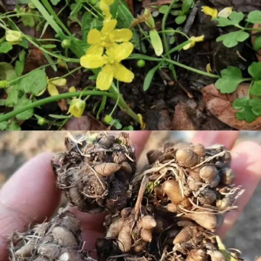 息县猫爪草