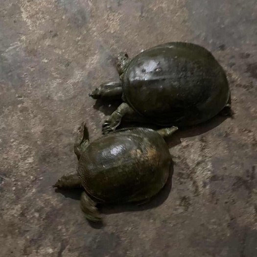 怀宁县纯甲鱼，枪货