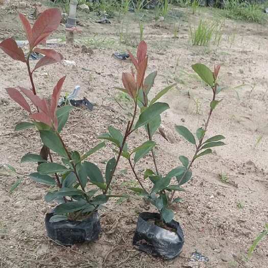 漳浦县红叶石楠 小苗 袋苗 杯苗 出售 批发 零售 福建 基地