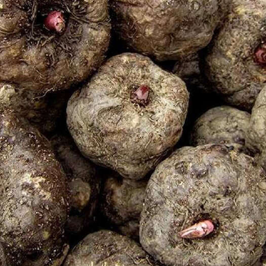 巫溪重庆巫溪场地直供花魔芋，商超直供全国发货，整车零售均可