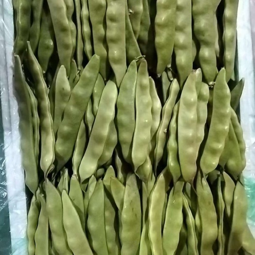 油豆角   一点红一件代发批发