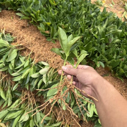 普宁市非洲茉莉扦插苗（一手货源）