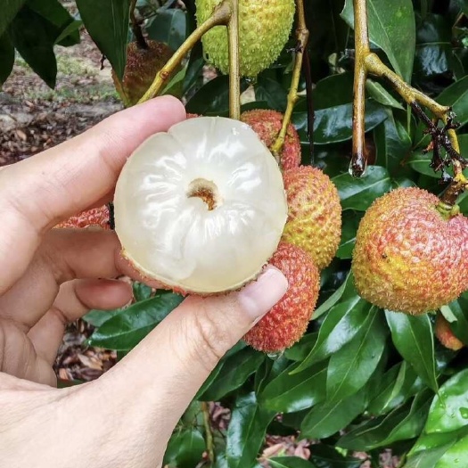 海口现货海南妃子笑荔枝新鲜水果当季甜荔枝老树大果整箱冷链包邮