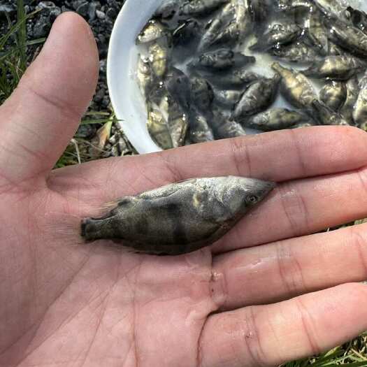 大规格鳜鱼苗